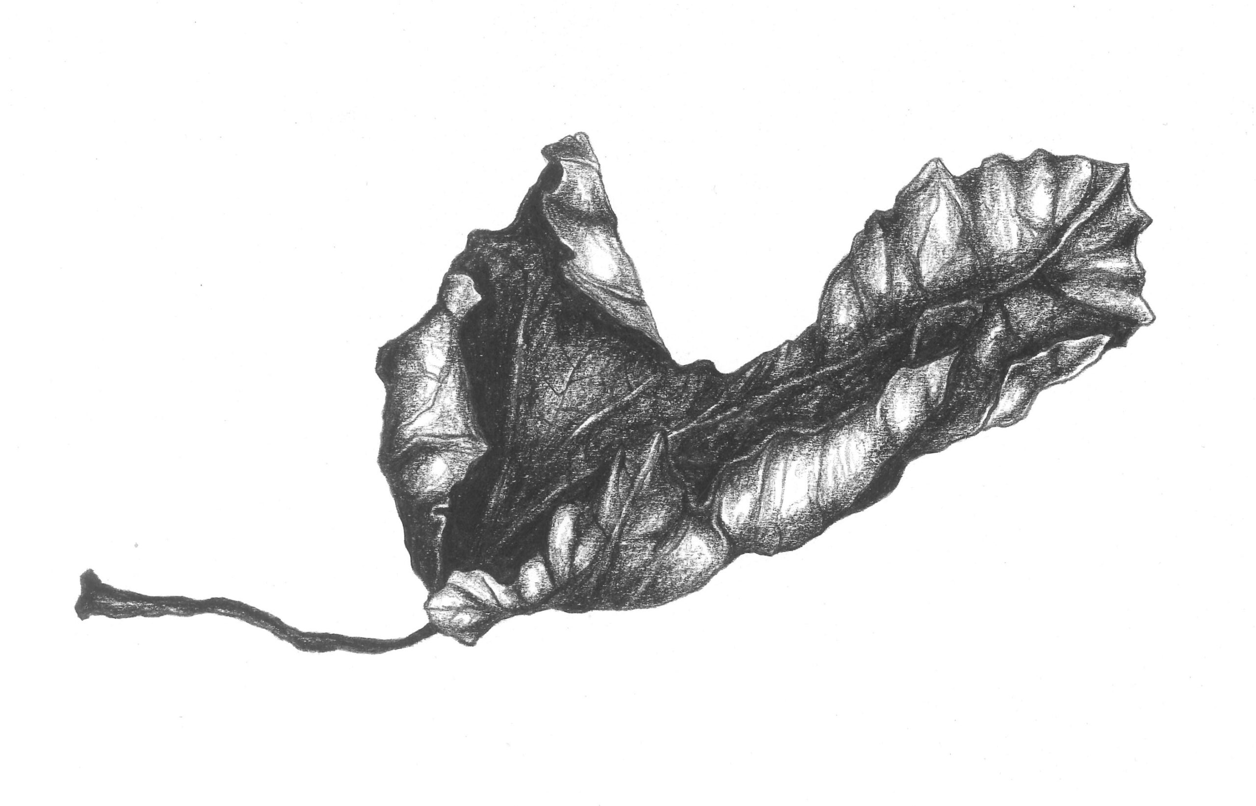 leaf14