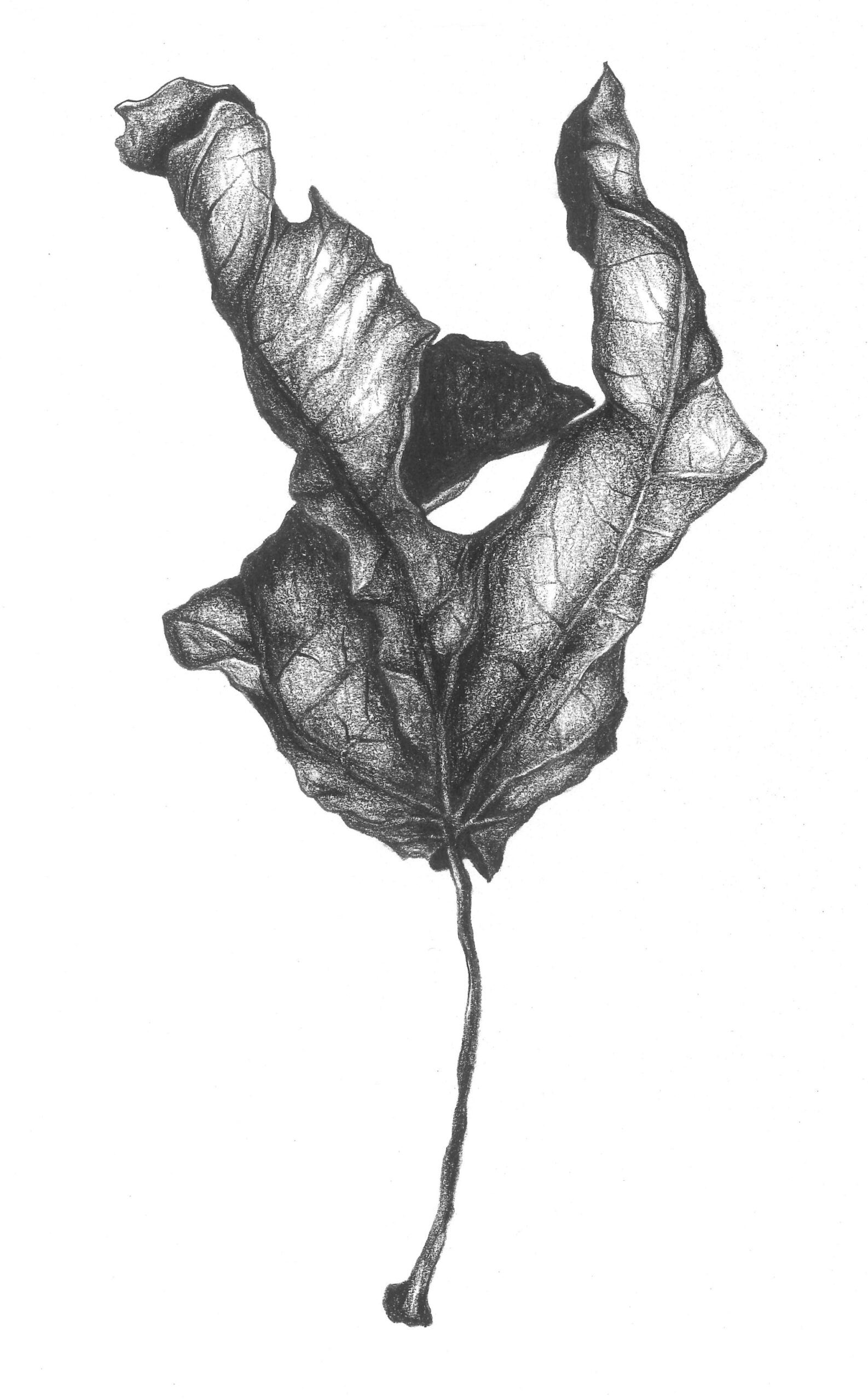 leaf18
